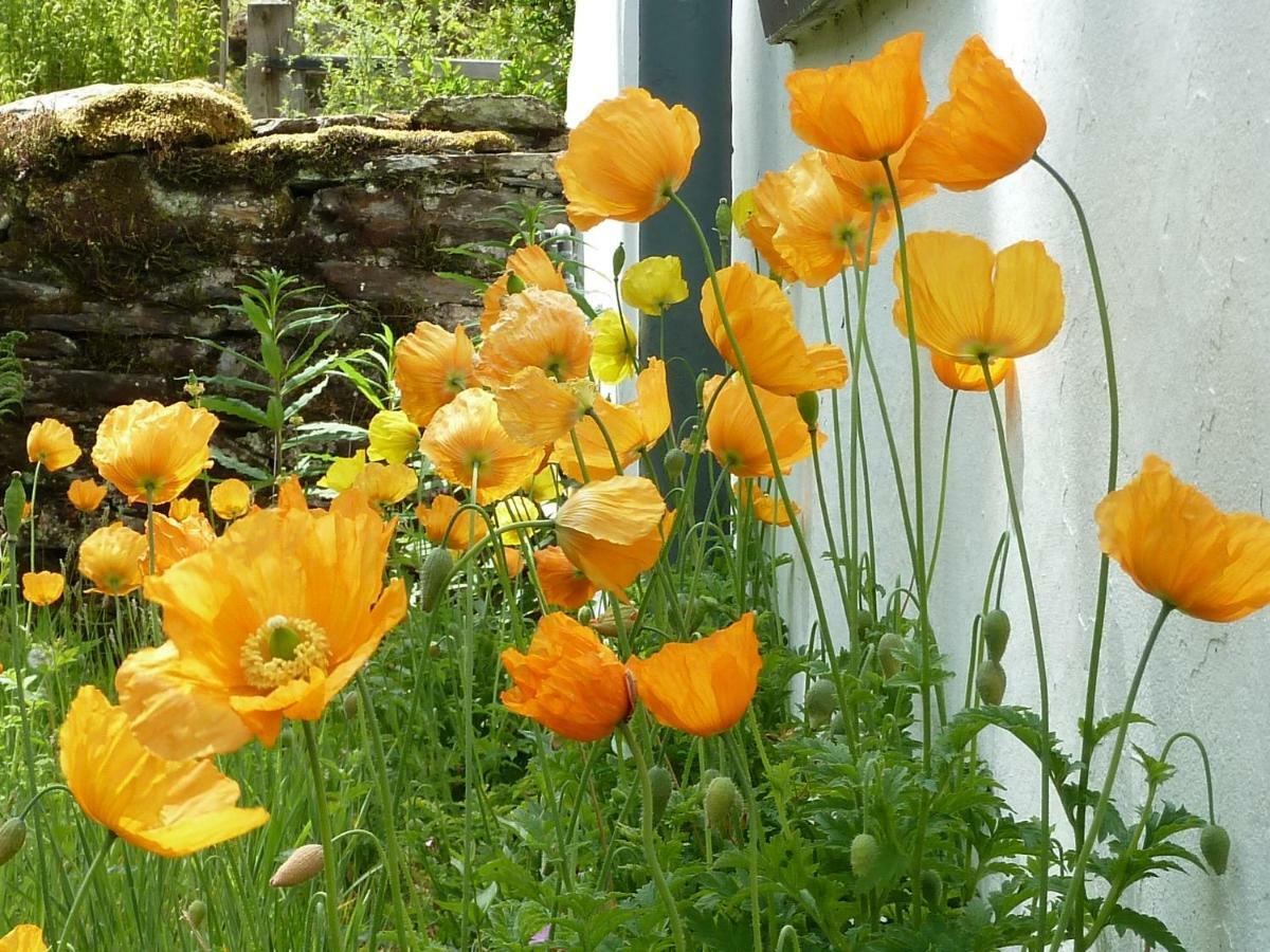 Dolmurgoch Snowdonia Cottage Dolwyddelan Екстериор снимка